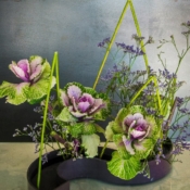 Cabbage Rose
