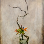 Autumn Vine