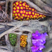Flowers & Root