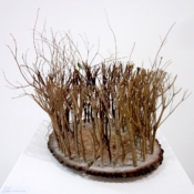 Forest Gum