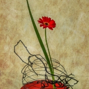 Global Red