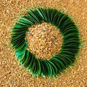 Green Circle