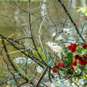 Nature's Delight