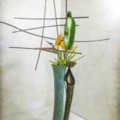 Pitcher Plant - Nageire Pitcher Plant - Nageire