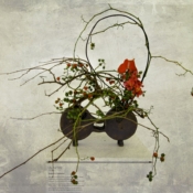 Wondering Vines